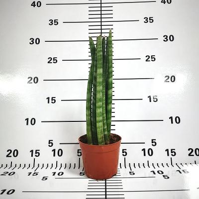 China Farm Garden Ornaments Plant Artificial Sansevieria Indoor Office And Home Decoration for sale