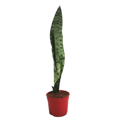 China Laurentii Superba Green Gold Sansevieria Home Plant Care Voucher Decoration Hahnii Golden Sansevieria for sale