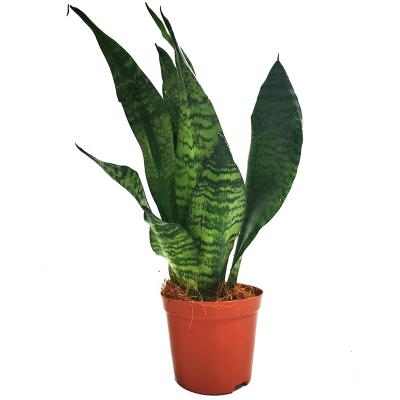 China Cheap Home Decoration Green Snake Plant Cactus Plant Sansevieria Small Potted for sale