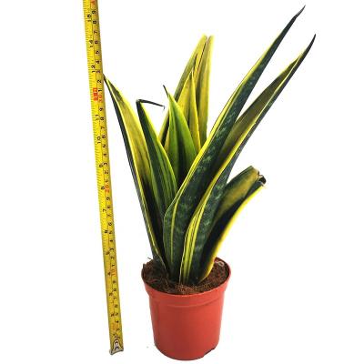 China Home Decoration Plants Sansevieria Natural Indoor Outdoor Nursery Beautiful for sale