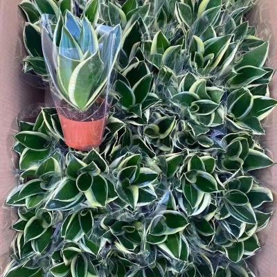 China China Sansevieria Trifasciata Zeylanica Nursery Aloe Vera Succulent Plants Natural Green Plant Home Bonsai Decoration for Indoor Outdoor for sale