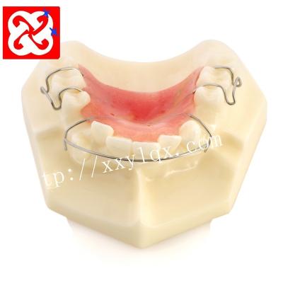 China Vivid Maxillary Orthodontic Demonstration Dental Model With Retainer for sale