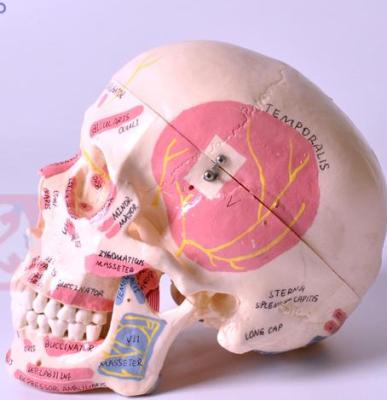 China Detailed anatomy structures muscle skull model with demonstration of muscle attachment points for sale