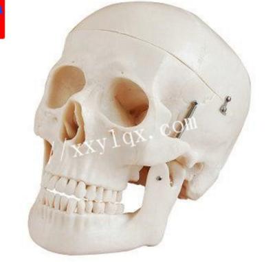 China Detailed Simulation Plastic Mini Human Skull Structures Dental Anatomy Model for Medical Training and Teaching for sale