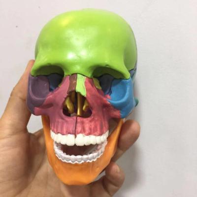 China Colorful Skull 15parts Well-designed Mini Skull Anatomical Model Hospital Clinic University Medical Science Model for sale