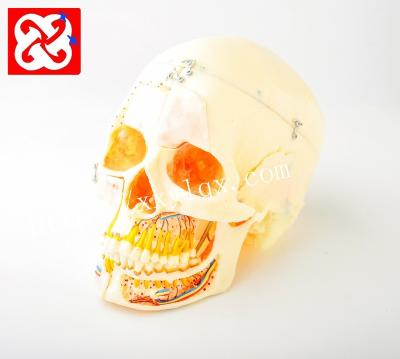 China Detailed anatomy structures skull model with lock nerve arteries and sinuses for sale