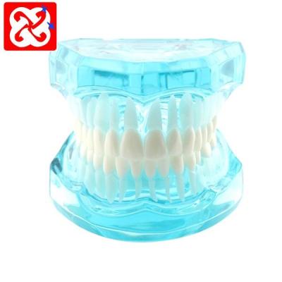 China Durable Standard Tooth Pattern Natural Size With Natural Visiable Root for sale