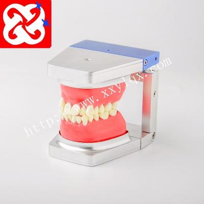 China Human Simulation Realistic Oral Orthodontic Model/Replacement Alloy Typodent Teeth, Typodont Dental Study Model for sale