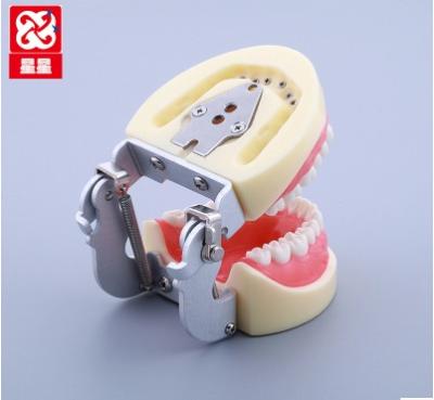 China School Education Replacement Teeth Model For Student Practice for sale