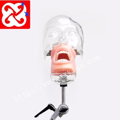 China Eco - Friendly Dental Training System / Simulation Training System With Dental Phantom With Tooth Model for sale