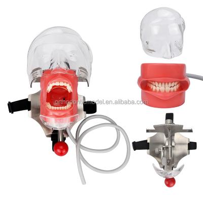 China Show/decoraion dental manikin with phantom head for dental teaching and practice with screw-in model teeth and soft silicone gum for sale