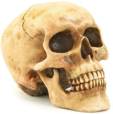 China Highly Realistic Human Skull Statue Europe Replica Home Decor for sale