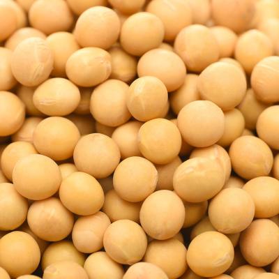 China No Addition Good Quality Soybeans Wholesale Vacuum Packing Soybeans Conventional Natural Soybeans for sale