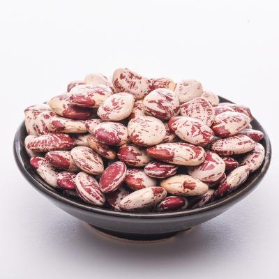 China No Addition Wholesale Fashion Lotus Bean Bulk Packing 17.3-18.1% Protein Red And White Kidney Bean for sale