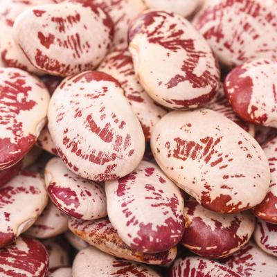 China No Addition Export White And Red Bush Beans Light Spotted Bush Beans High Quality Red Cheap Price for sale