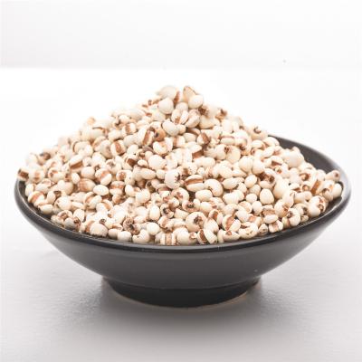 China No Addition New Products Factory Wholesale Price 25Kg/Bag Adlay Coix Agricultural Seed Jobi Bulk Seed for sale