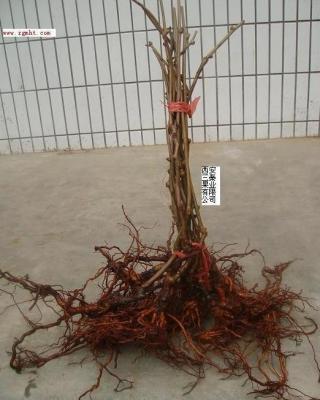 China supplying kiwi seedlings red kiwi seedlings red kiwi fruit plant 2y grafted kiwifruit plant for sale