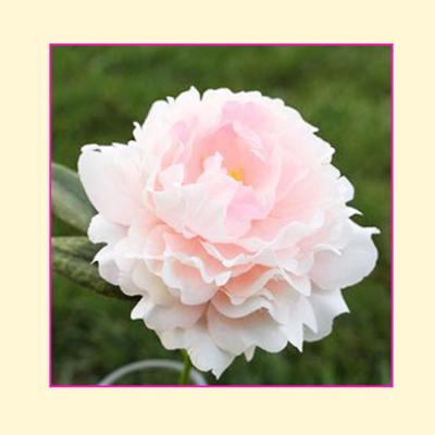 China Artificial Natual Single Touch Peony Wedding Flower Head for sale