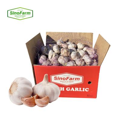 China China Non-Egyptian Garlic Wholesale Supplier New Fresh Hot Garlic Cultivated Cultured Supply China Non-Egyptian Garlic for sale