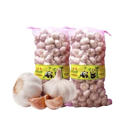 China New Hot Sale Fresh Garlic Cultivation Export by Chinese Professional Garlic Supplier for sale