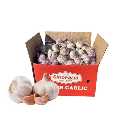 China Fresh Garlic Seeds With Fresh Non Black Garlic Garlic Supplier for sale