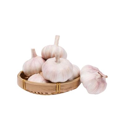 China Fresh normal garlic hot sale china fresh white for sale with cheap price in china for sale