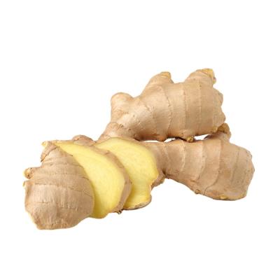 China New hot sale fresh cultured fresh ginger and air dried ginger with high quality for sale