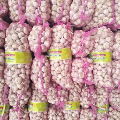 China 2021 Fresh New Cultivated Sinofarm Garlic From China / Fresh Chinese Bulk Natural White Wholesale And Hot Sales for sale