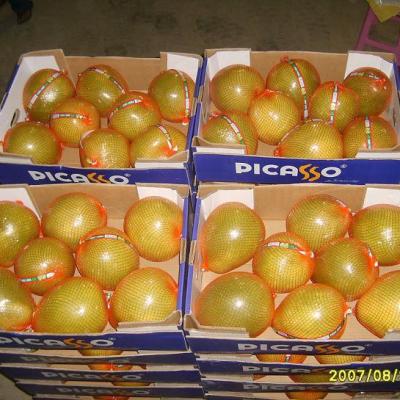 China High quality fresh fresh grapefruit fruits wholesale grapefruit citrus fruits from chinese factory for sale