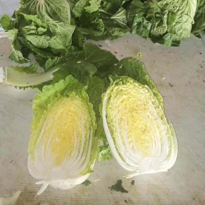 China 2021 New Healthy Food Culture Of Green And White Fresh Chinese Cabbage With Cheap Price for sale