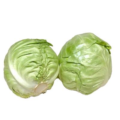 China 2021 New Healthy Food Culture Of Fresh Flat Round Cabbage With Cheap Price From China for sale