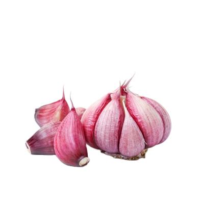 China Garlic market price 1kg not fresh purple garlic powder for sale