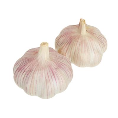 China Good Fresh Price of 2021 New Garlic Culture Provided by Professional Hometown Garlic Factory of Garlic for sale