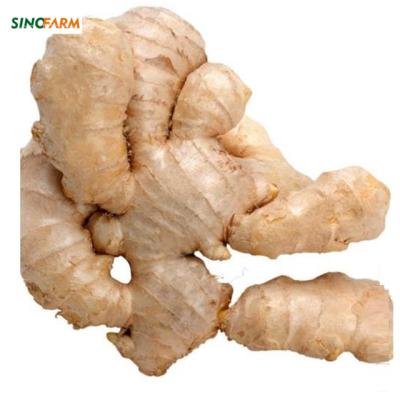 China Ginger dry box 10kg new cultivation fresh air with ginger wholesale price and good ginger quality for sale