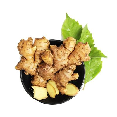 China Best Quality Fresh Ginger and Good Price Fresh and Air Dried Ginger Used for China Ginger Powder for sale