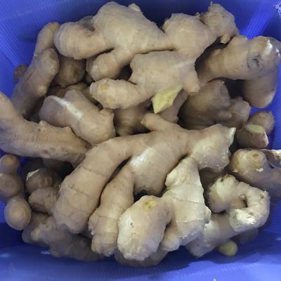 China Chinese Fresh Ginger Factory Sell Bulk Fresh Ginger Packingfor Ginger Export Price For Sale for sale