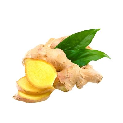 China New Fresh Ginger Export Dried Ginger Box Fresh Ginger Root Chinese Market Price of 2021 Fresh Culture for sale