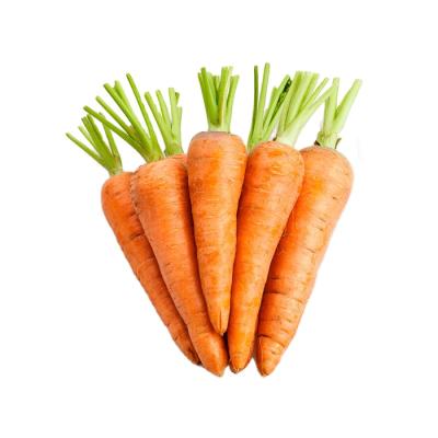 China 2021 Vegetable Seed Fresh Fresh Carrot 10kg Carton M Size For Maldives Carrot Not Vietnam for sale