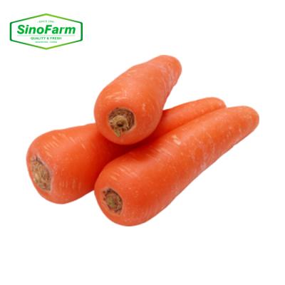 China 2021 fresh new carrot wholesale supplier fresh carrot crop for fresh carrot buyers in malaysia for sale