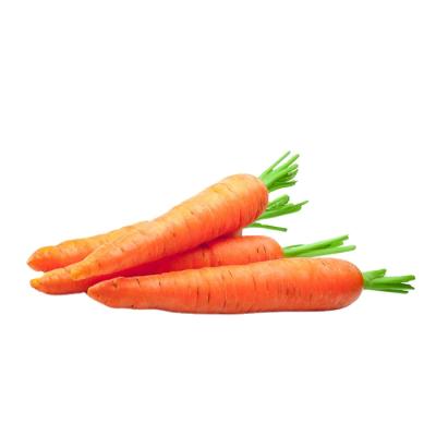 China High Vitamin Fresh Carrot CE Certified Industrial Vegetable Fresh Carrot For Export for sale