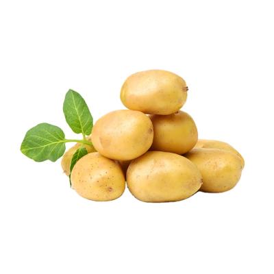 China Potato export fresh popular vegetable fresh potato price for sale