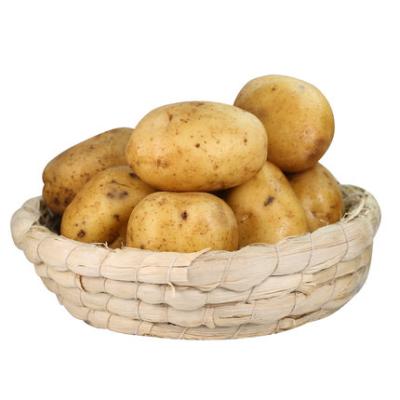 China Fresh Fresh Sweet Exported Yellow Potato Than Egypt Potato for sale