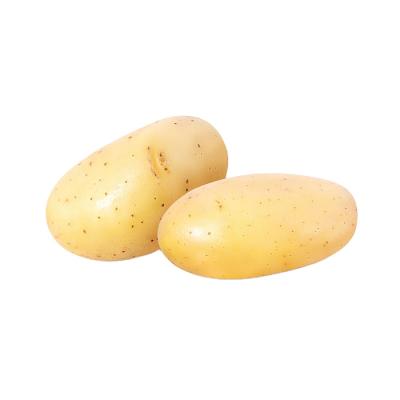 China fresh fresh potato for sale