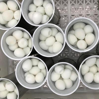 China cooked chinese quail eggs canned price for sale