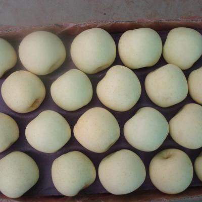 China Wholesale fresh golden delicious apple prices for sale