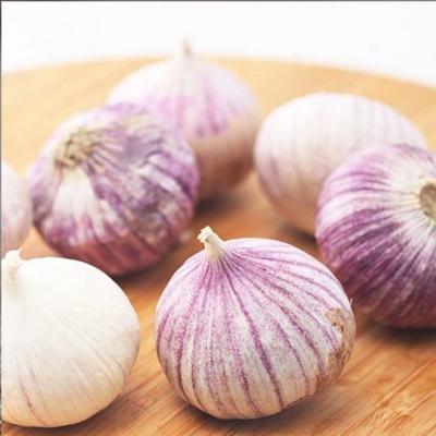 China 2022 New Yunan Fresh Organic Single Single Individual Purple Culture Fresh Garlic Supply With Wholesale Price for sale