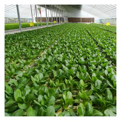 China Vegetable Fruits Flowers Planting Agricultural Cultivation Dft Floating Hydroponics System For Cultivate/Lettuce/ Cabbage/ Salad vegetable for sale