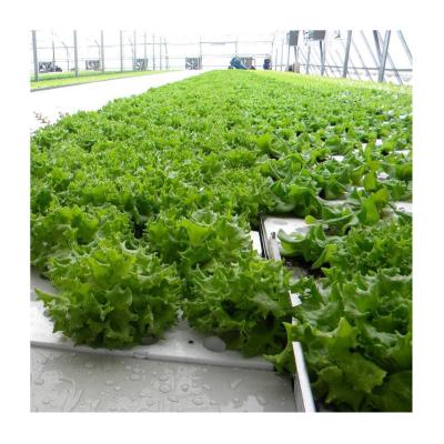 China Vegetable Fruits Flowers Planting Commercial Multispan Glass Green House With Dft Hydroponic Growing System For Leaf Vegetable for sale