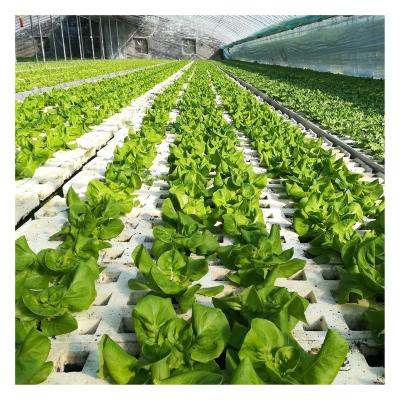 China Vegetable Fruits Flowers Planting Dft Hydroponic Growing Systems For Leaf Vegetable Farming for sale