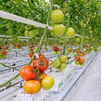 China Vegetable Fruits Flowers Planting Hydroponics And Rock Wool Hydroponic System Used For Greenhouse Tomato Growing for sale